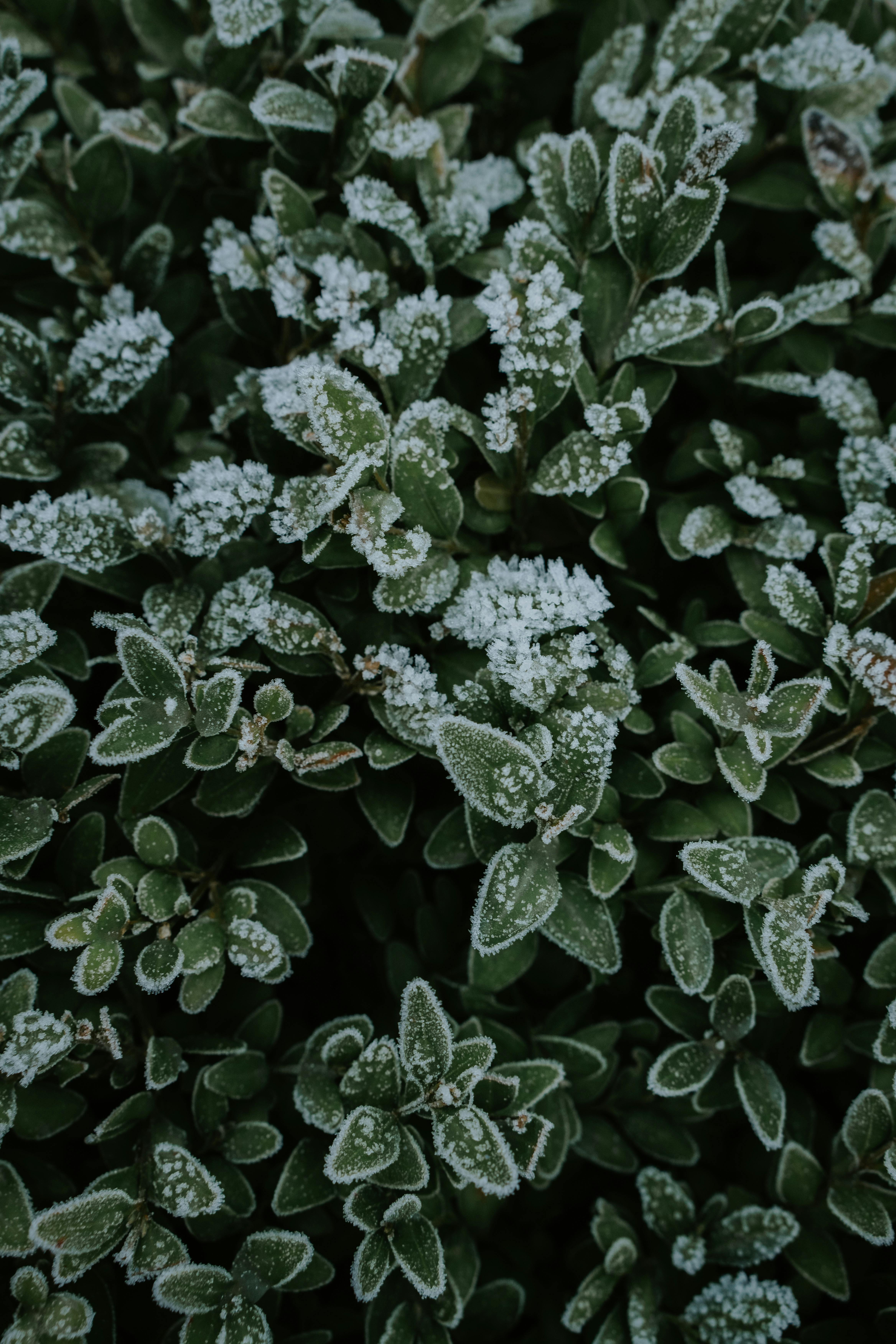 Close-up of lush green leaves dusted with frost, capturing the winter's chill in an Irish garden.
