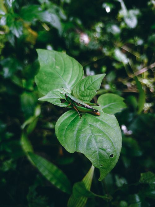 Free Close-up of a grasshopper perched on a vibrant green leaf, captured in a forest setting in KL, India. Stock Photo
