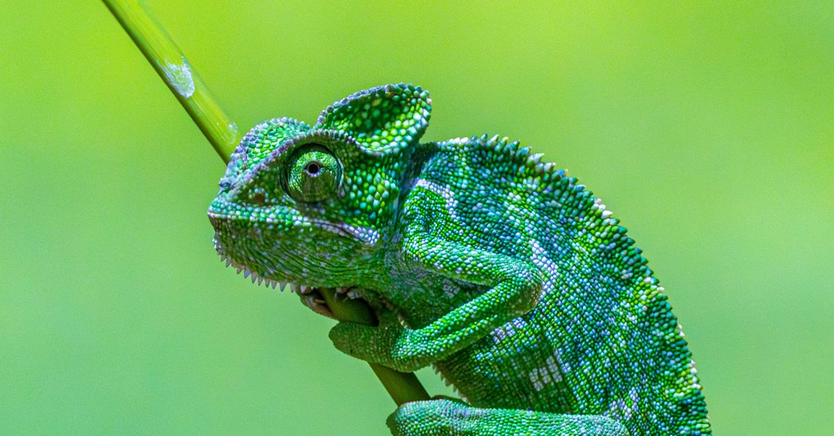 Photo of Madagascar