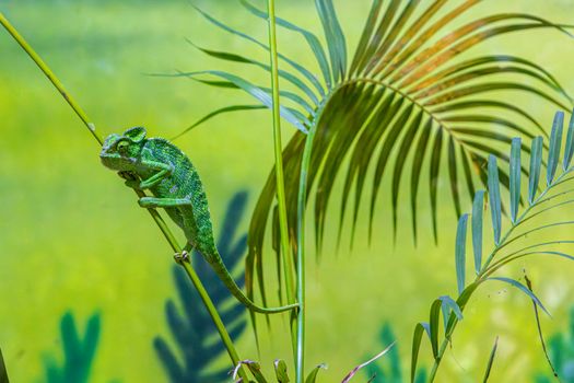 chameleon photo