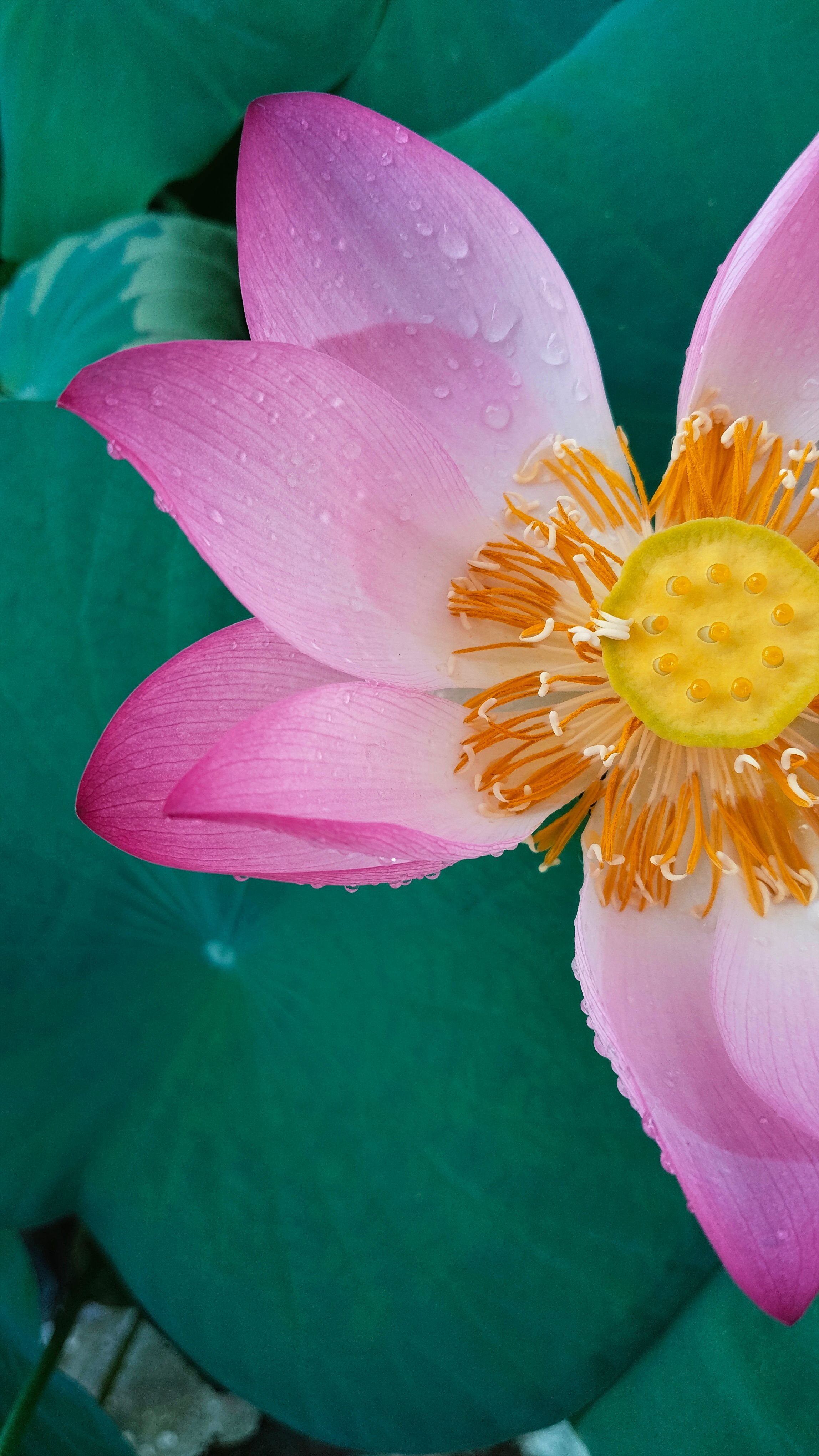 Pink Lotus Photos, Download The BEST Free Pink Lotus Stock Photos & HD ...