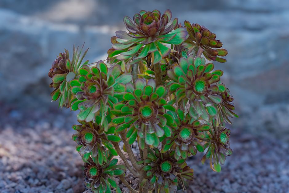 Aeonium atropurpureum
