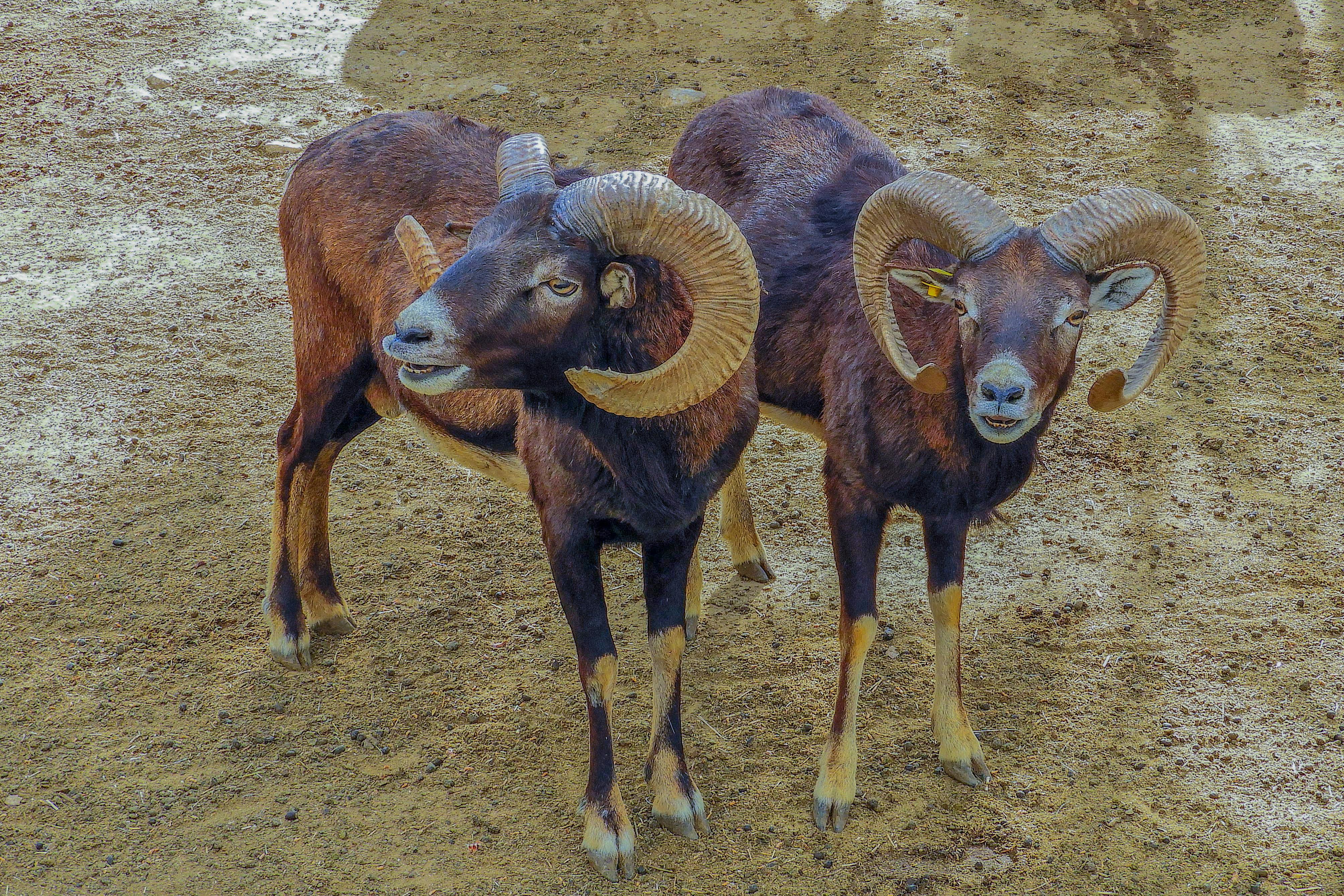 Gratuit Deux mouflons européens debout sur un sol sablonneux, présentant leurs impressionnantes cornes en spirale. Photos