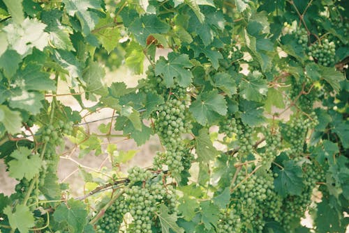 Free Green Vine Plant Stock Photo