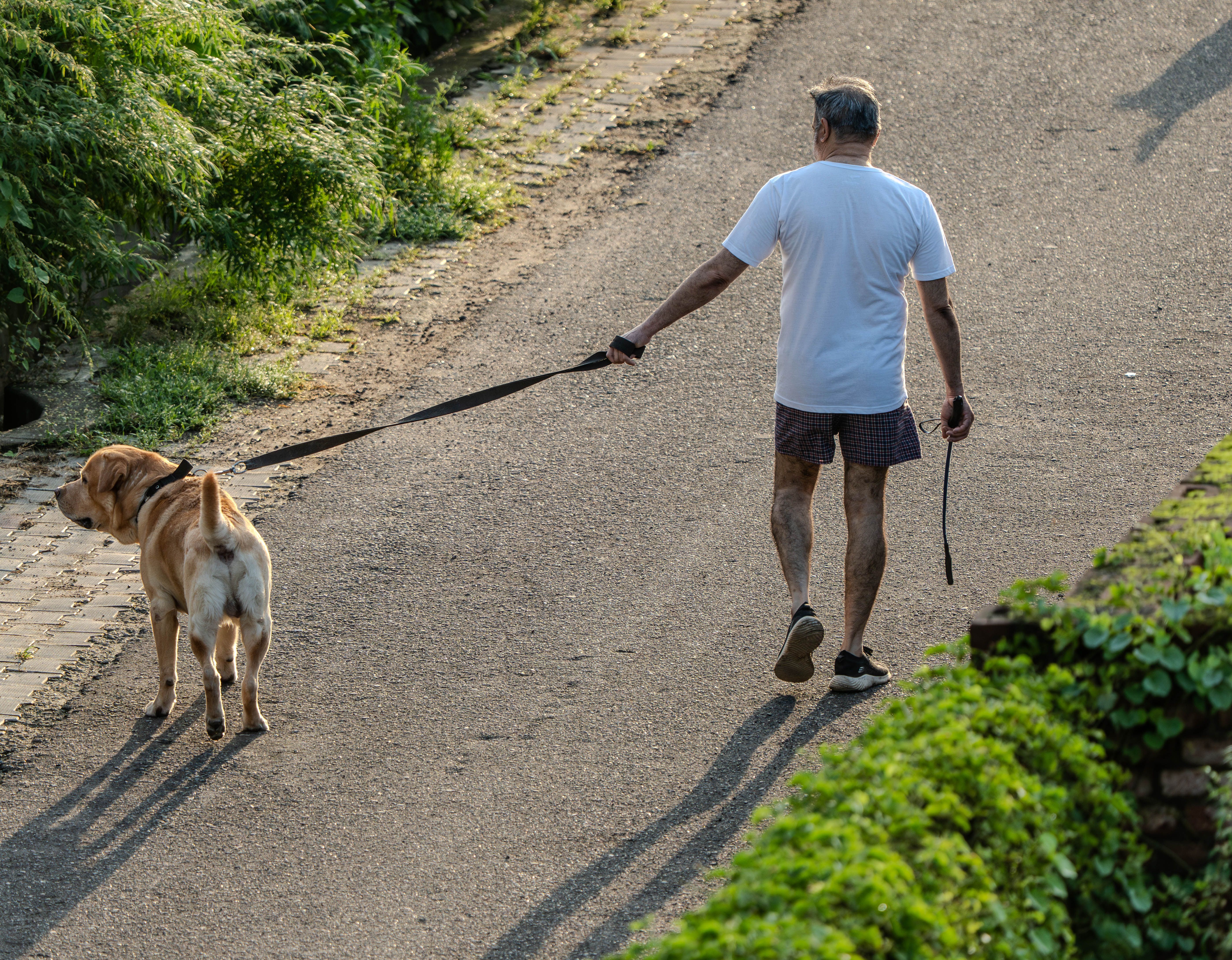 Comment Choisir la Laisse de son Chien