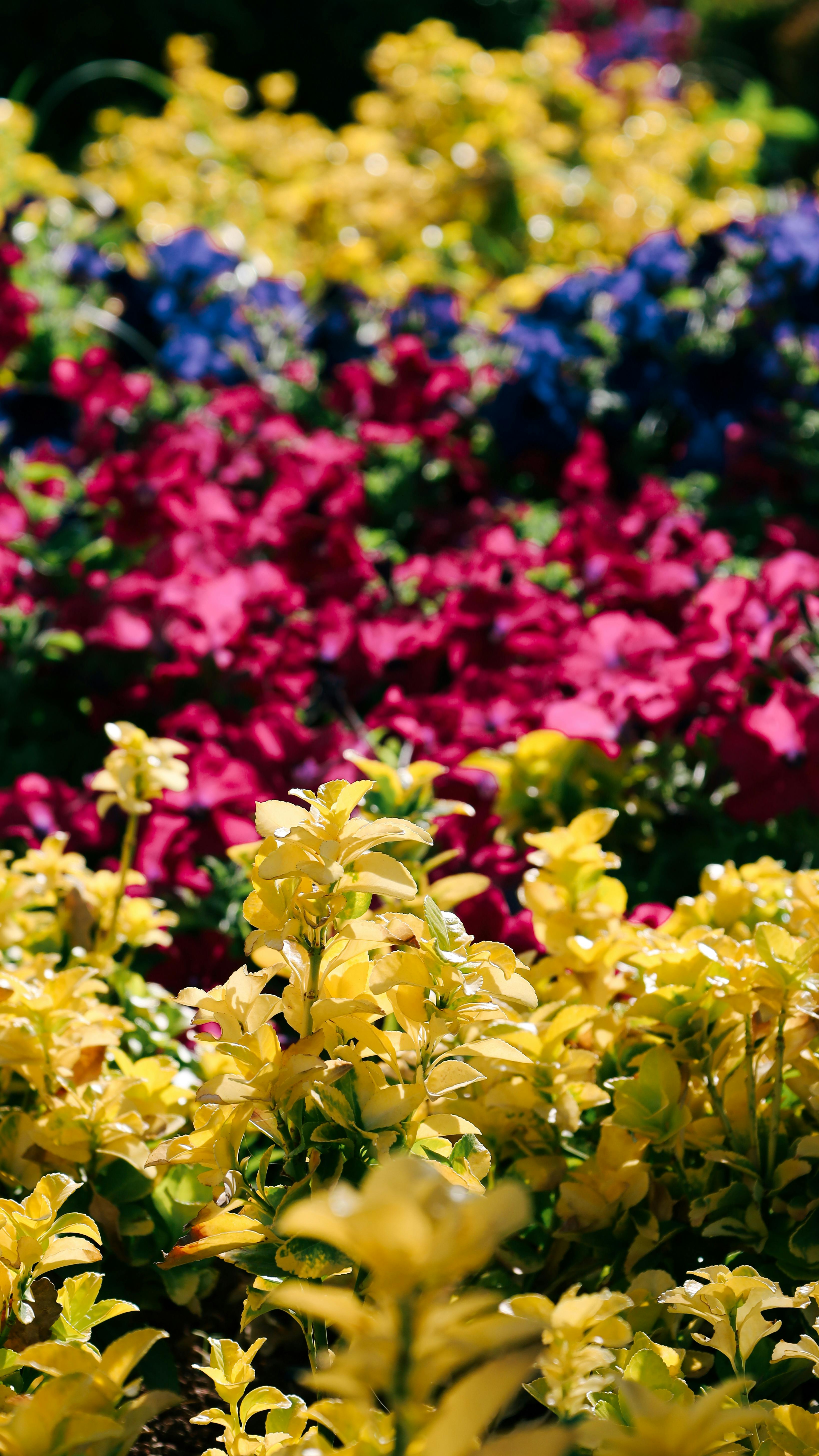 [ColoSach]-colorful-summer-flower-garden-in-ankara,-türkiye,-showcasing-vibrant-yellow,-pink,-and-purple-blooms.