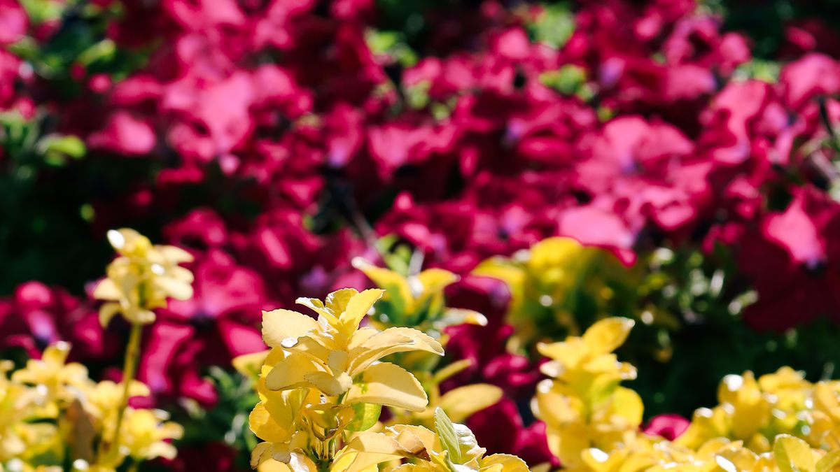 Jardin naturel sans entretien été 2026