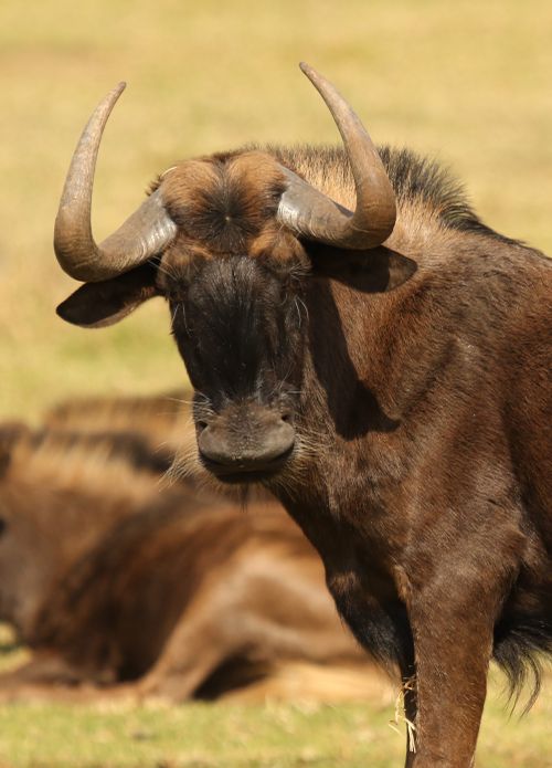 Free Portrait of a black wildebeest (Connochaetes gnou) in Krugersdorp Nature Reserve, South Africa. Stock Photo