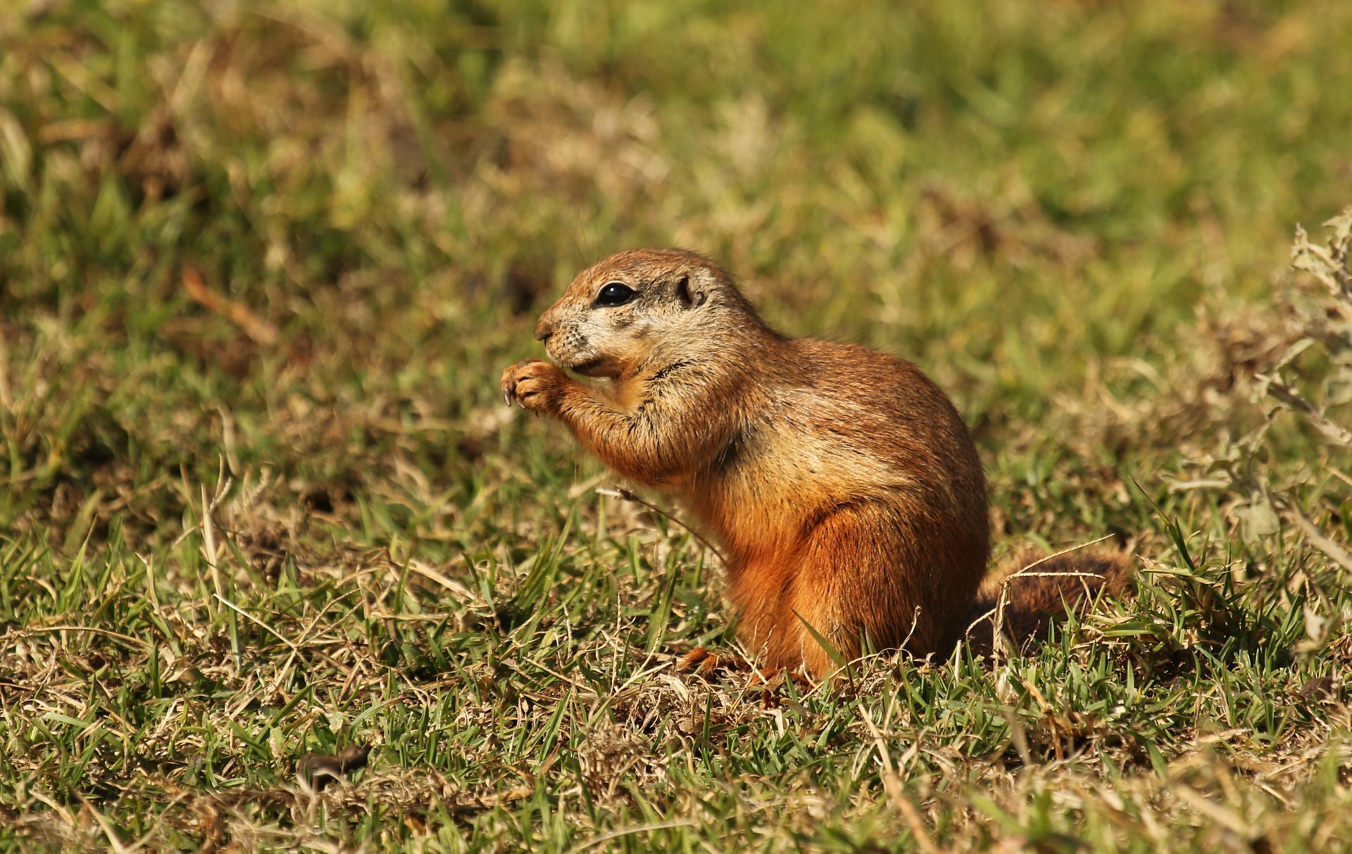 Cape ground squirrel, Xerus inauris, at Krugersdorp Game Reserve, Gauteng, South Africa