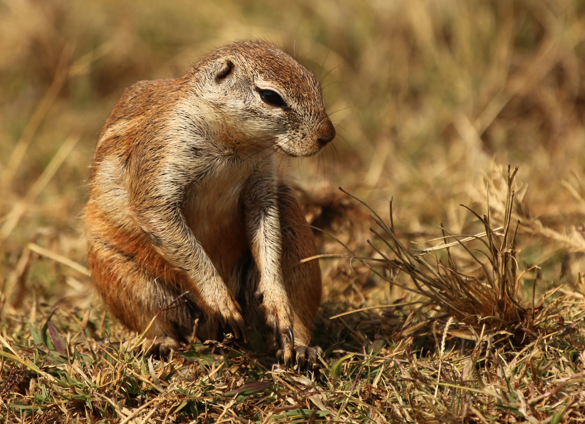 Cape ground squirrel, Xerus inauris, at Krugersdorp Game Reserve, Gauteng, South Africa