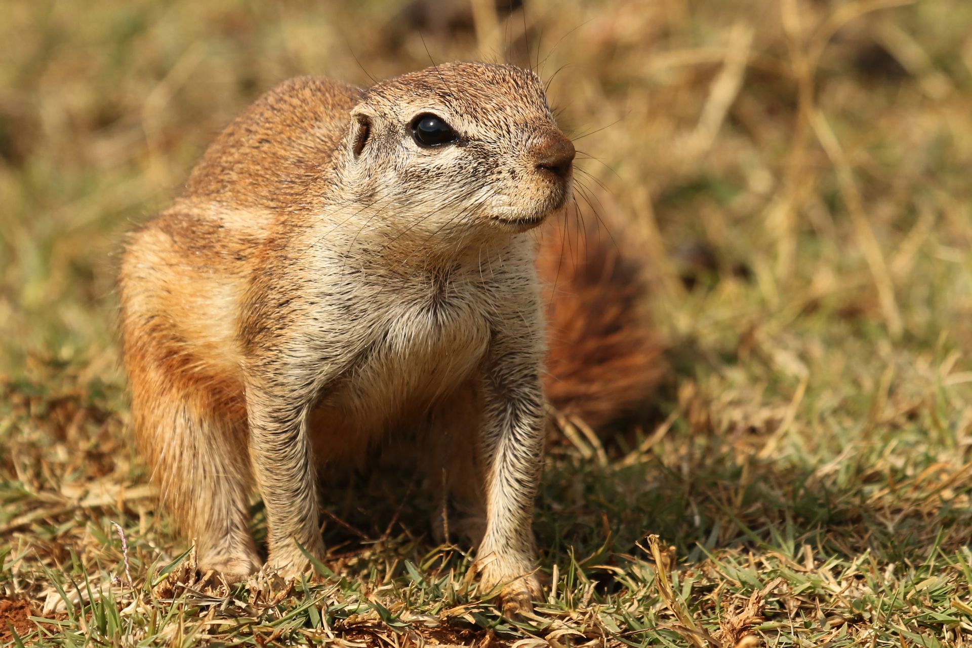 Cape ground squirrel, Xerus inauris, at Krugersdorp Game Reserve, Gauteng, South Africa