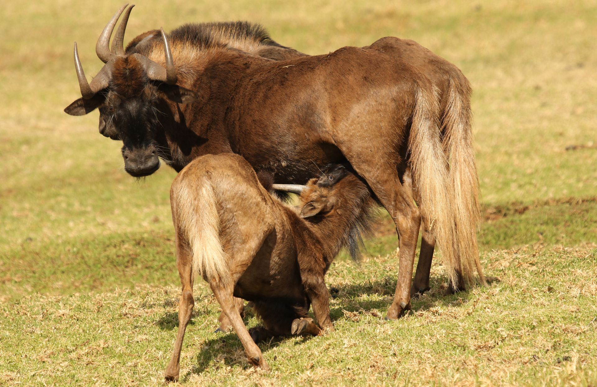 Black wildebeest, or white-tailed gnu, Connochaetes gnou at Krugersdorp Game Reserve, Gauteng, South Africa