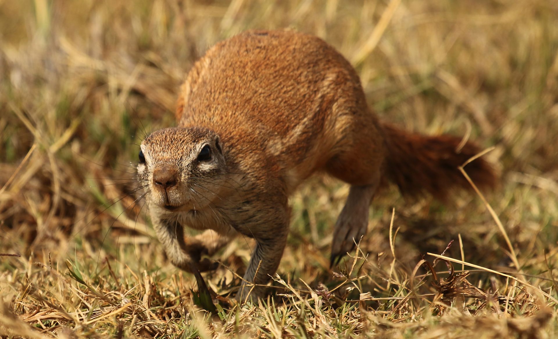 Cape ground squirrel, Xerus inauris, at Krugersdorp Game Reserve, Gauteng, South Africa