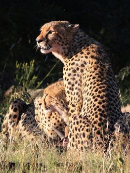 Two cheetahs resting in grassy savanna, showcasing their distinctive spots and wild habitat.