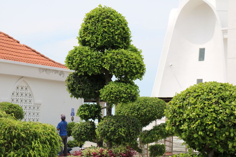 Architectural garden with sculpted topiary, Morningside Johannesburg