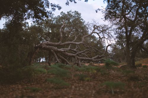 Free A dramatic twisted tree amidst a serene forest captures the beauty of nature. Stock Photo