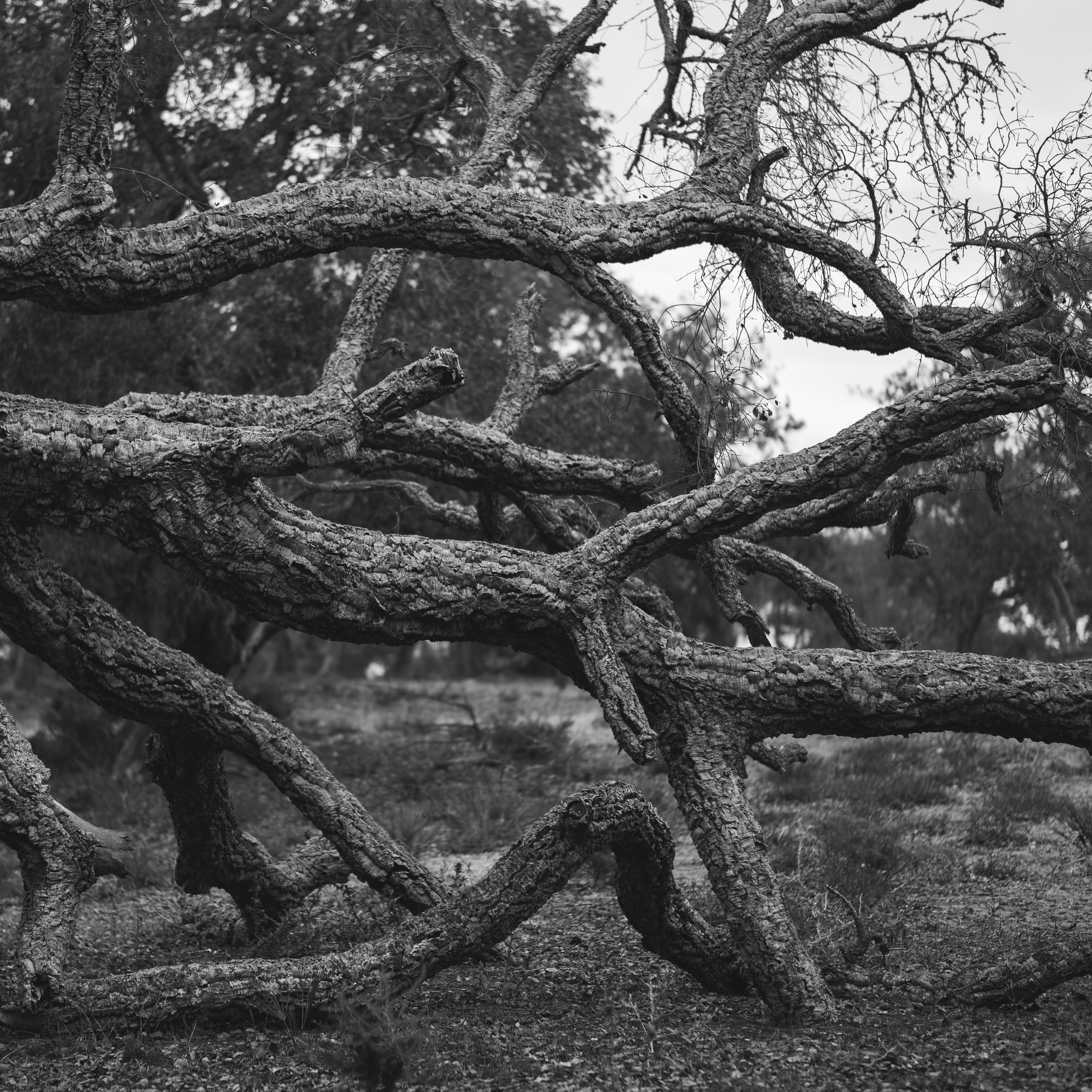 Greyscale Photo of Dead Tree on Dry Land · Free Stock Photo