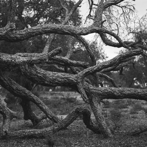 Free Black and white photo of intricate twisted tree branches creating abstract patterns in a forest. Stock Photo