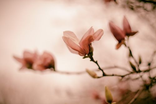 Free stock photo of florida, flower, pink Stock Photo