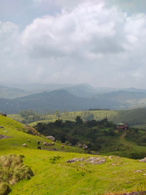 Free Panoramic landscape of a lush green mountain valley with grazing cattle under a cloudy sky. Stock Photo