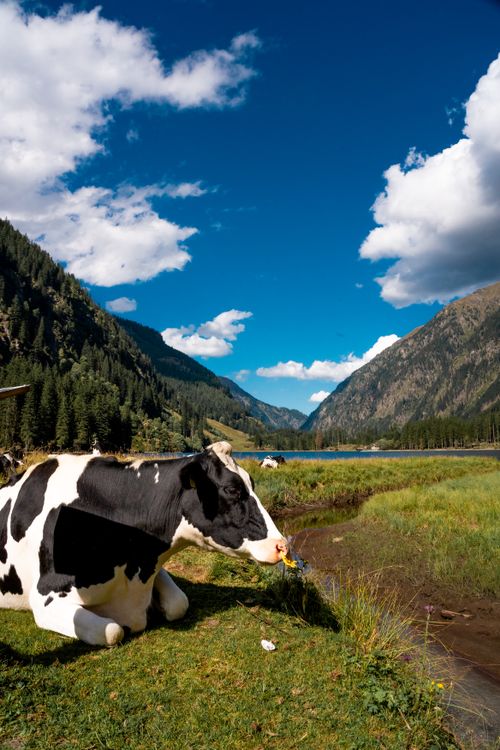 Free A tranquil Holstein cow rests by a stream in a lush, mountainous valley under a clear blue sky. Stock Photo