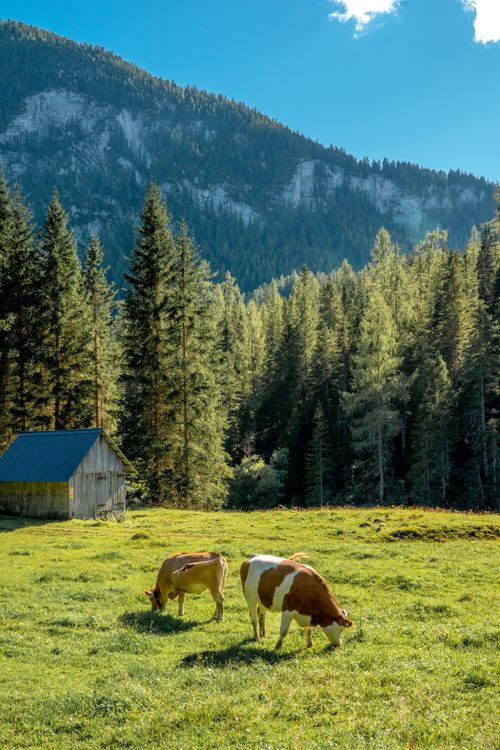 Free Idyllic mountain scene with cows grazing in a lush, sunny pasture surrounded by tall pine trees. Stock Photo