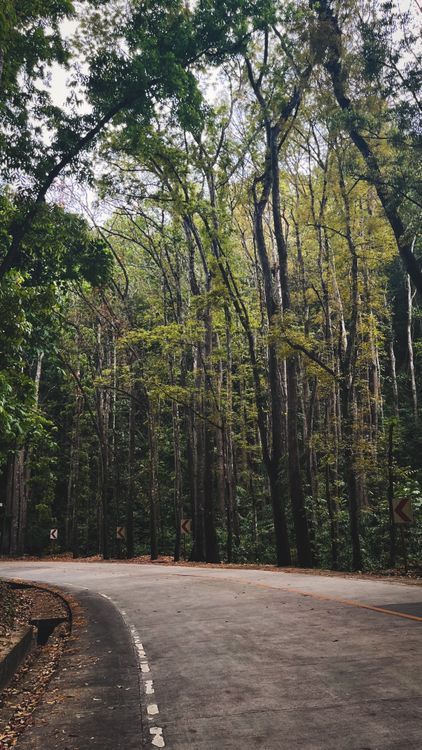 Serene Forest Road with Tall Trees in Spring · Free Stock Photo
