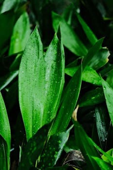 Fresh green leaves covered with dewdrops create a vibrant natural texture and earthy mood.
