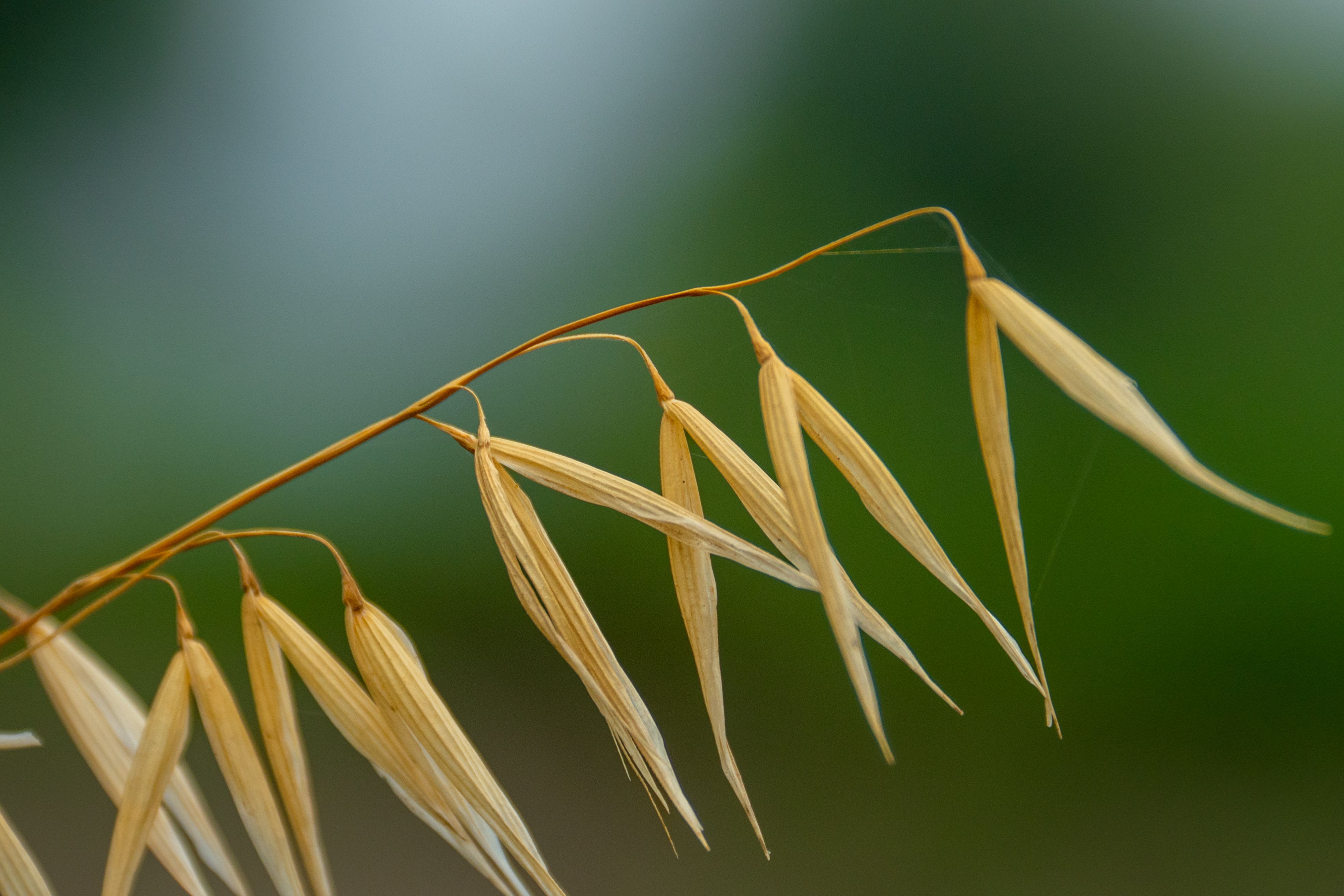 Wild Oat