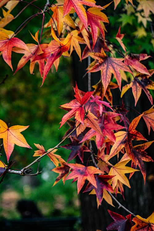 Free Colorful autumn leaves with vivid hues contrast beautifully against a lush green backdrop. Stock Photo