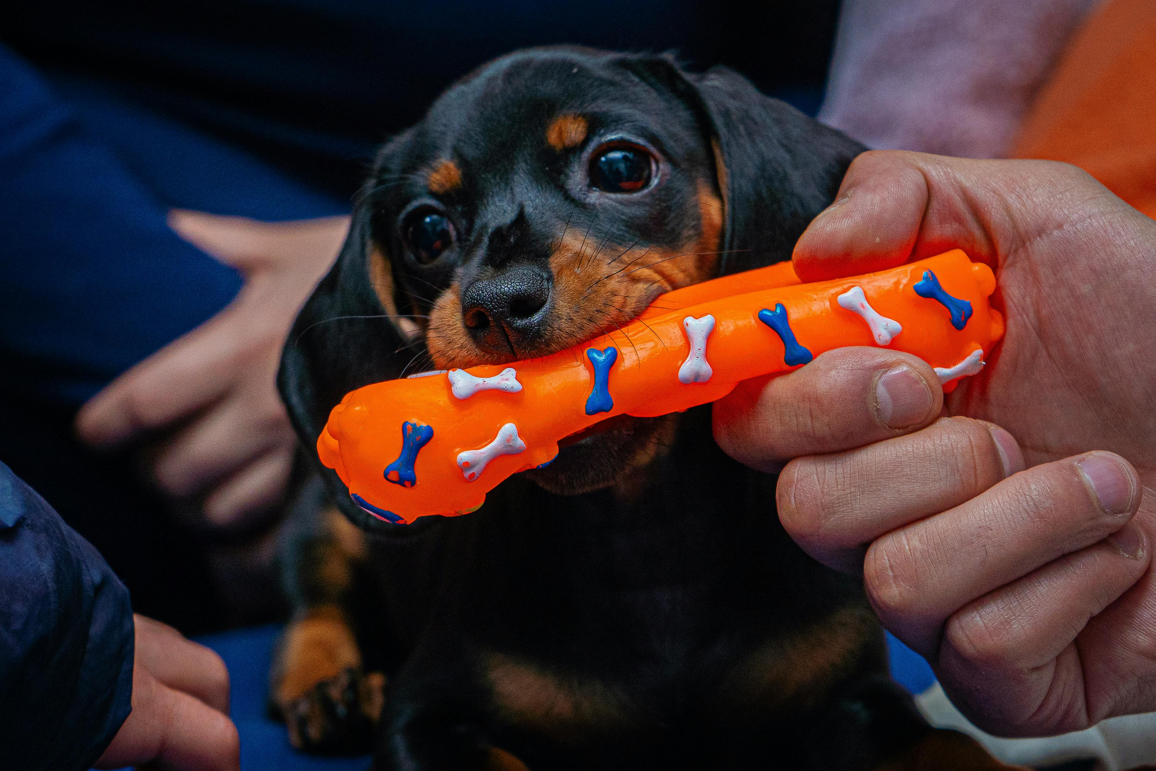 personalised dog bone - Adorable Dachshund puppy nibbling on a bright orange chew toy featuring bone designs.