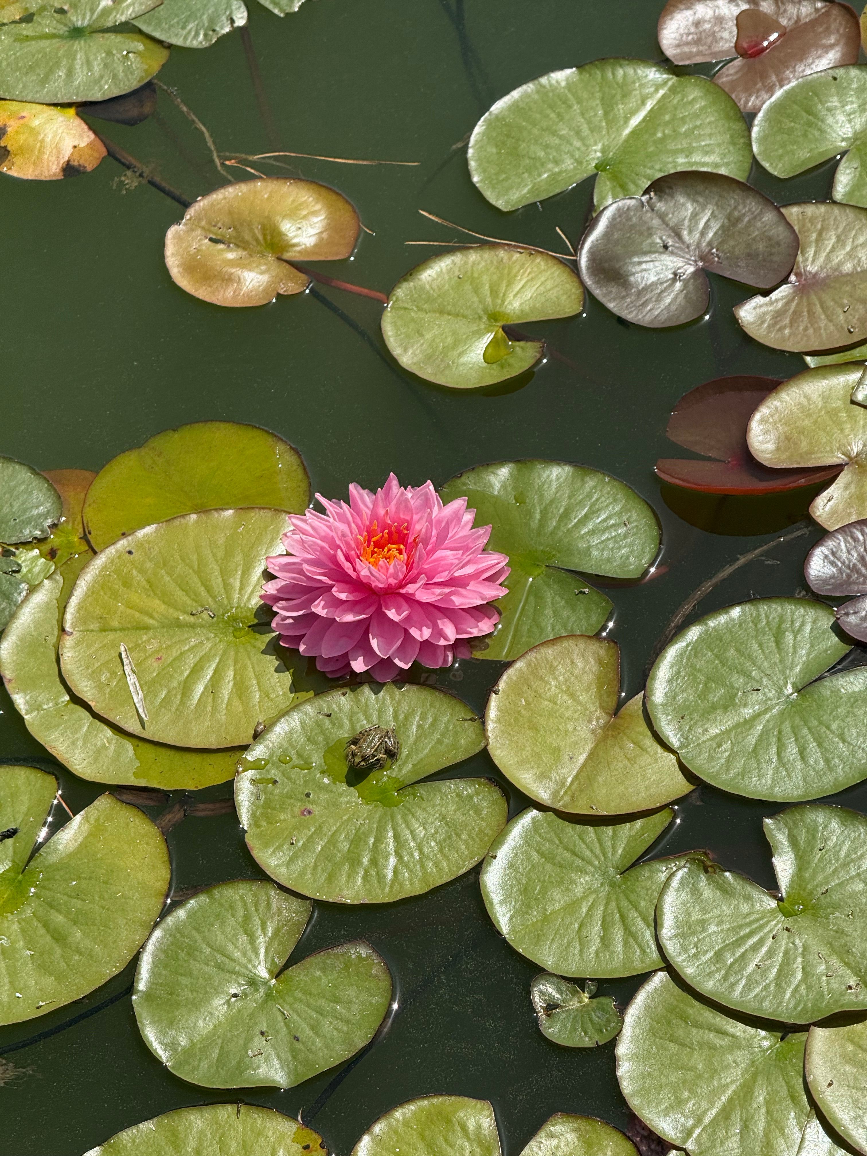 Vibrant Pink Water Lily on Green Lilypads · Free Stock Photo