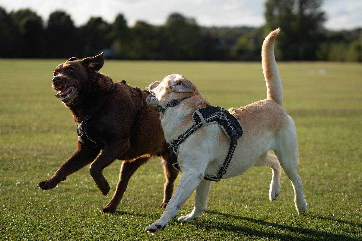 Neşeli köpekler park çimenliğinde koşarken