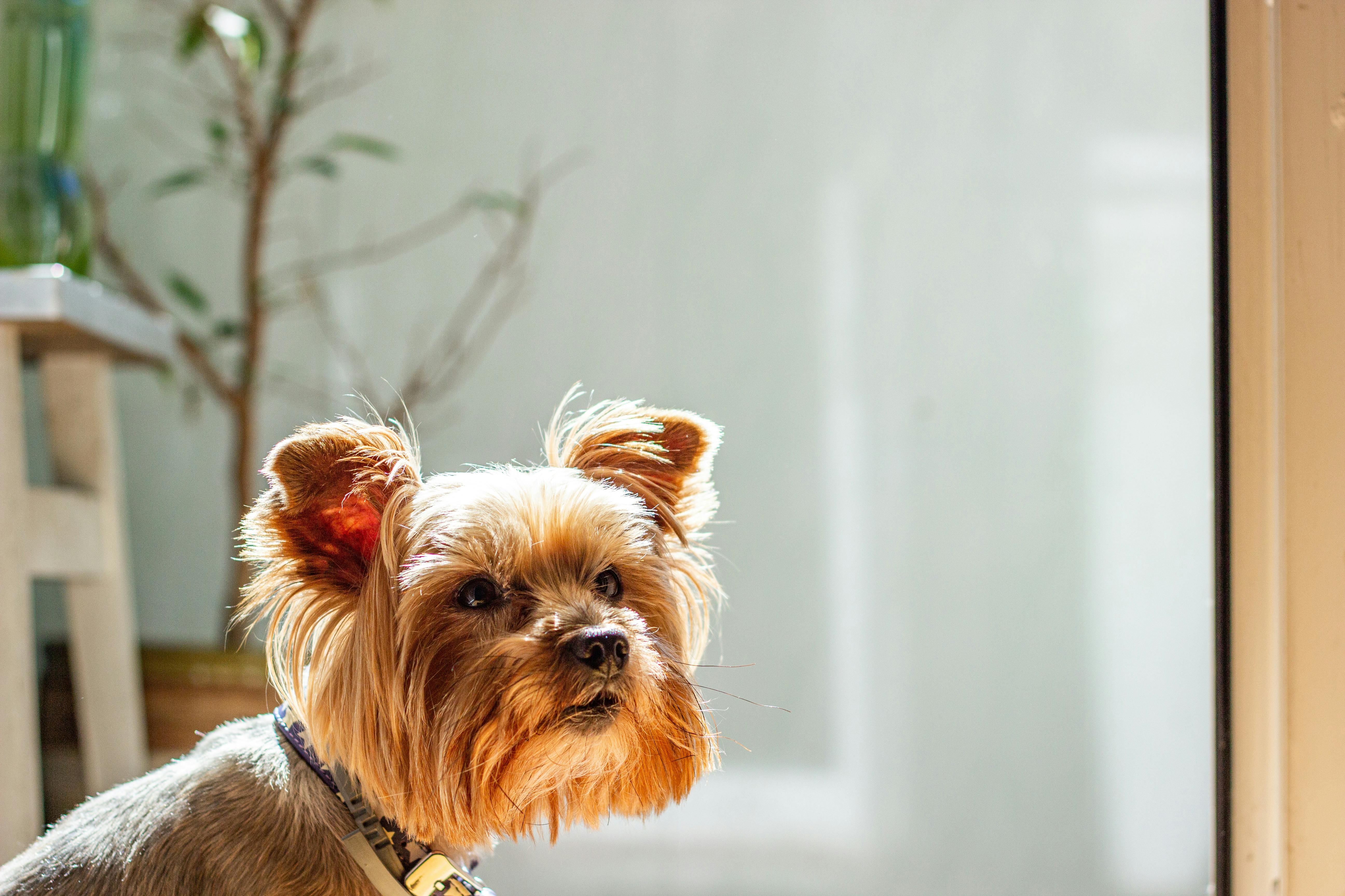 pet technology, pet technology companies, pet technology jobs, pet technology store, pet technology brain, pet technology mar