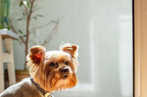 Free Yorkshire Terrier gazing with curiosity indoors in a sunlit room. Stock Photo