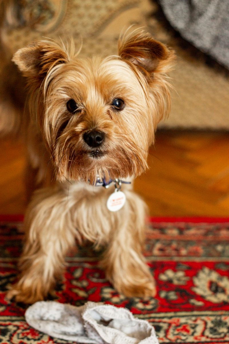 Millie - photo 1
