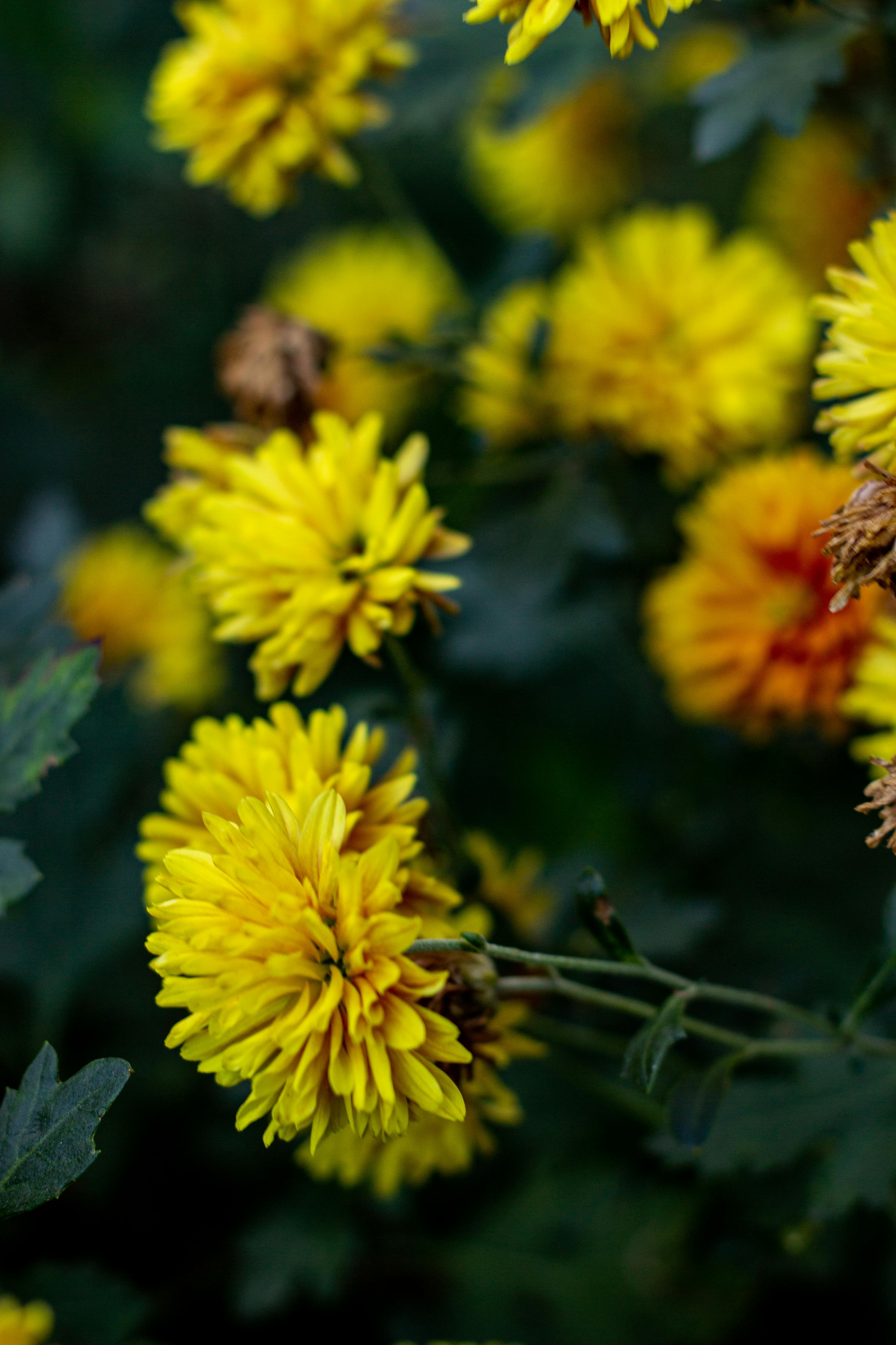 [ColoSach]-close-up-of-vivid-yellow-chrysanthemums-in-a-lush-garden-setting,-perfect-for-floral-themes.