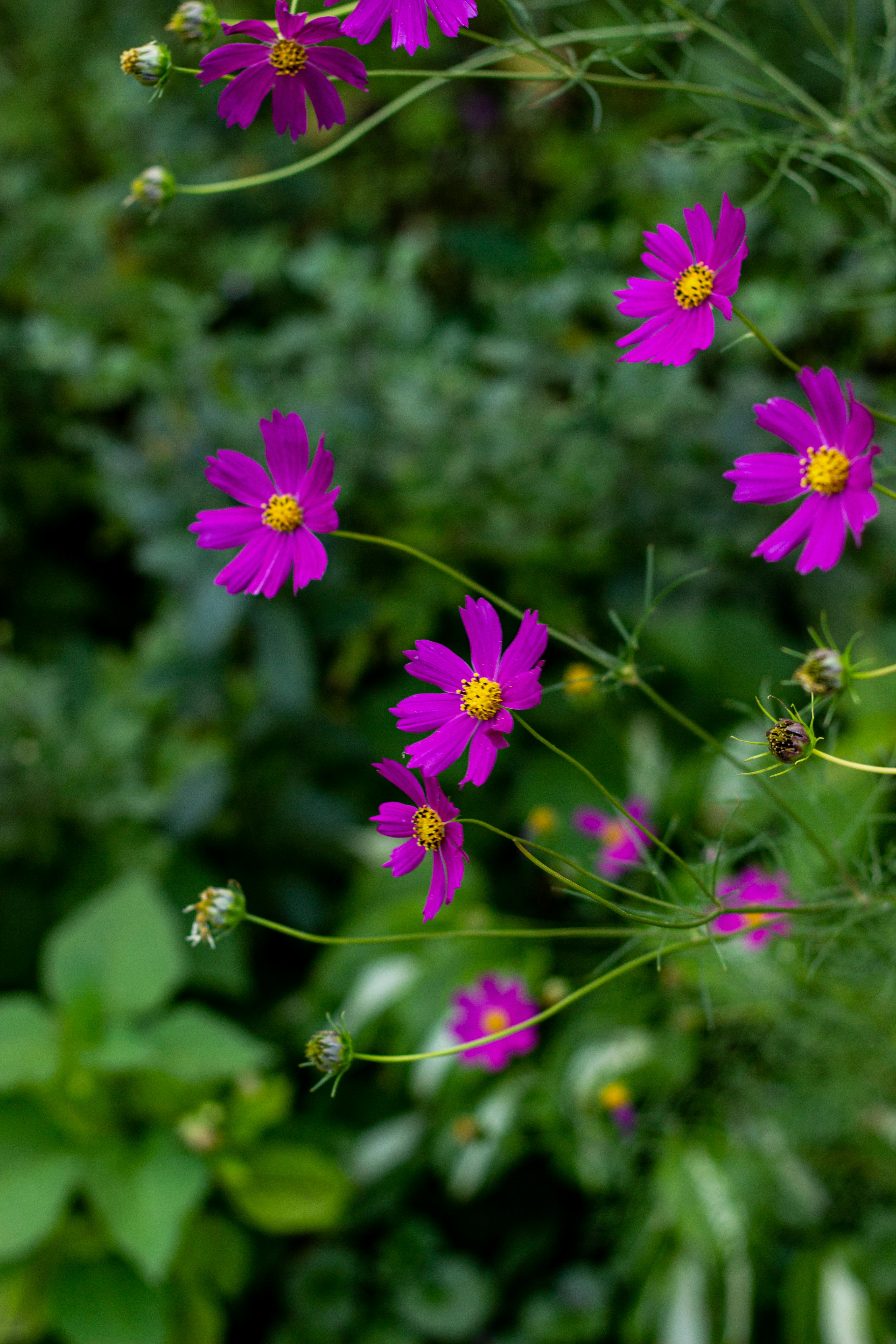 [ColoSach]-bright-purple-cosmos-flowers-bloom-in-a-lush-garden-setting-with-green-foliage.