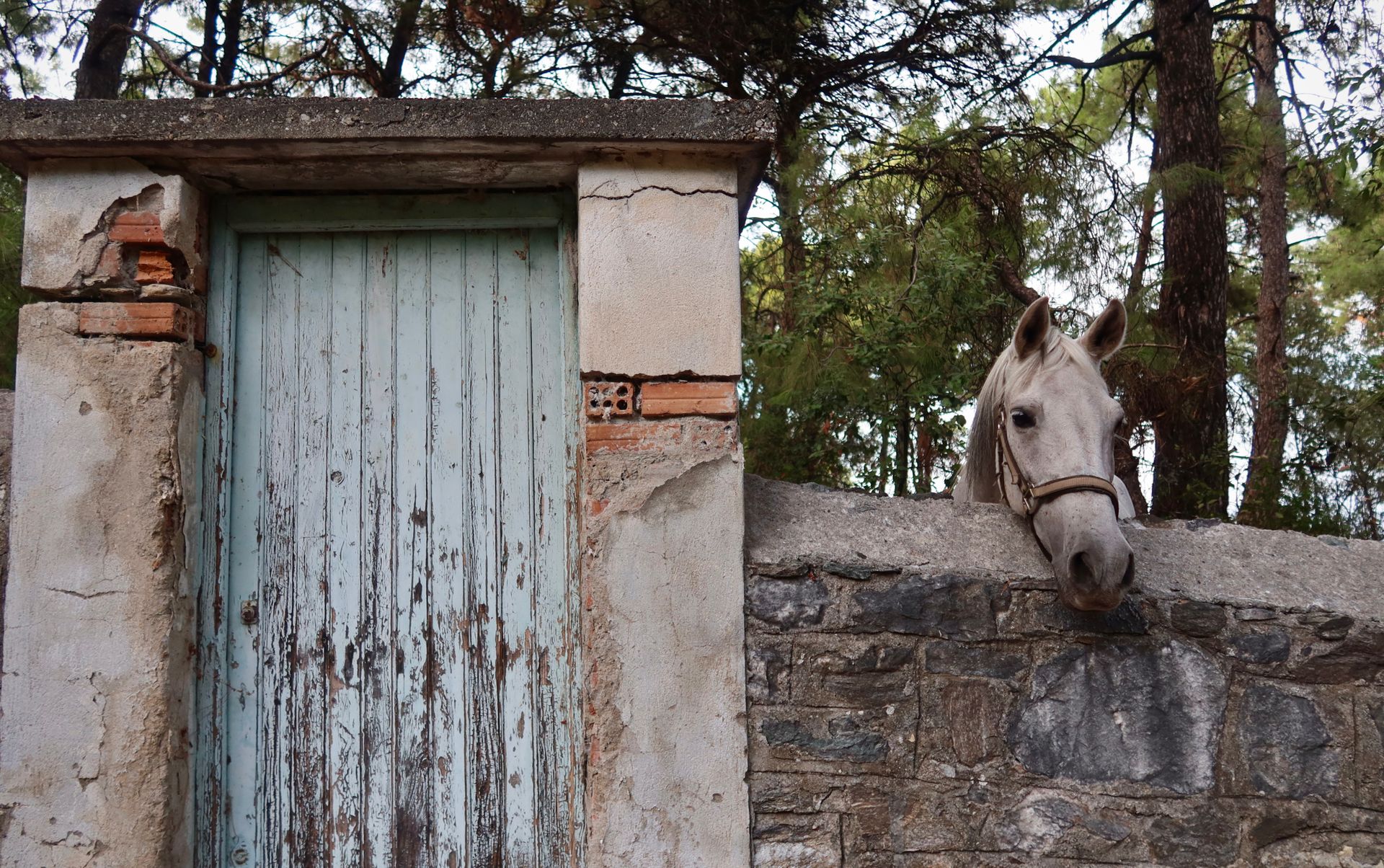 Free stock photo of gentle, horse, horse face