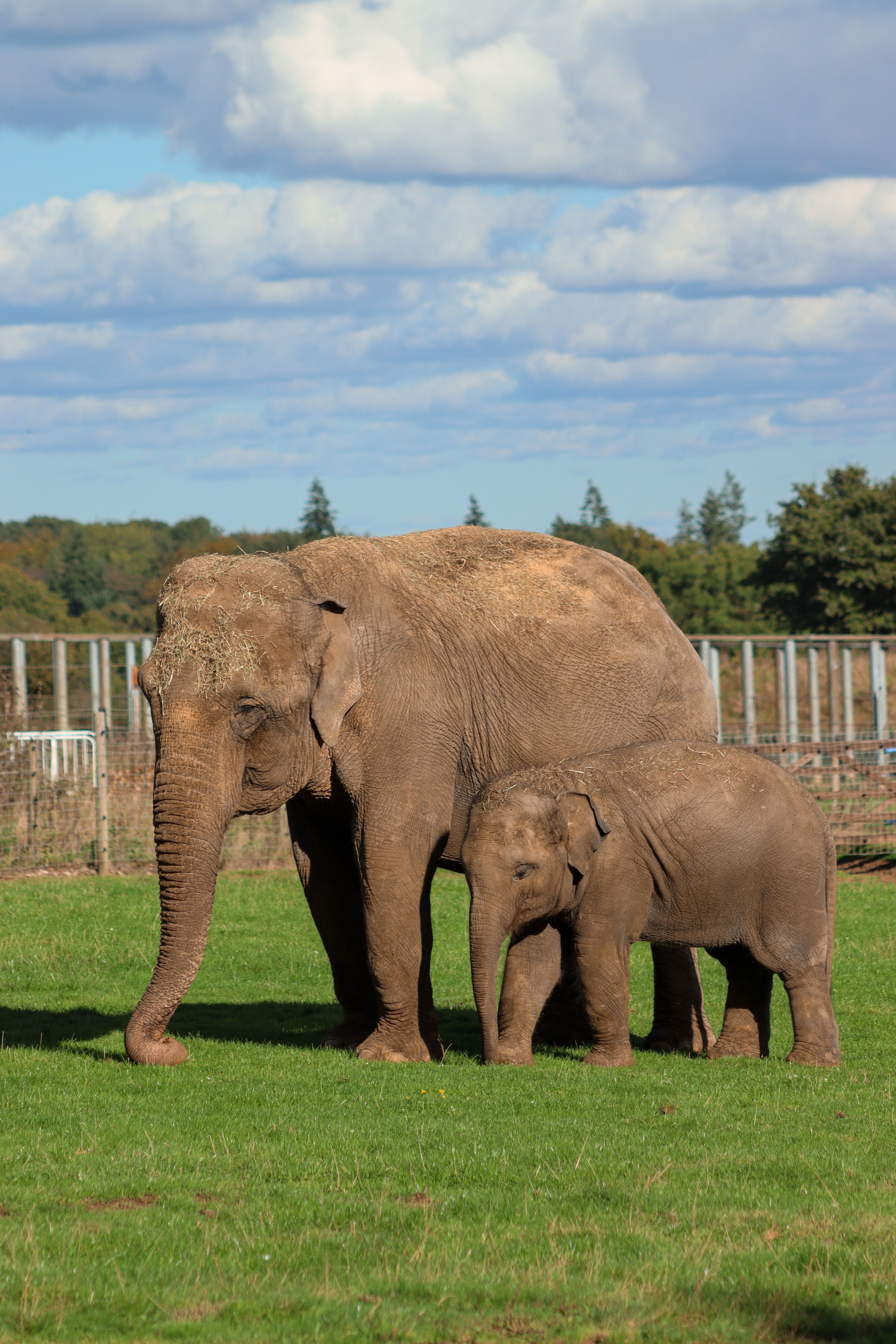 Mother and baby Asian elephants in grassy enclosure at Whipsnade Zoo, England.