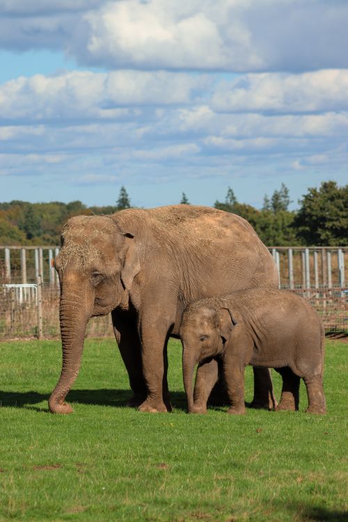 Free Mother and baby Asian elephants in grassy enclosure at Whipsnade Zoo, England. Stock Photo