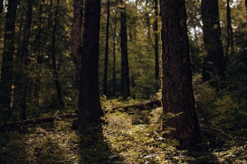 Free Sunlit forest showing lush green vegetation and tall trees during daylight. Stock Photo