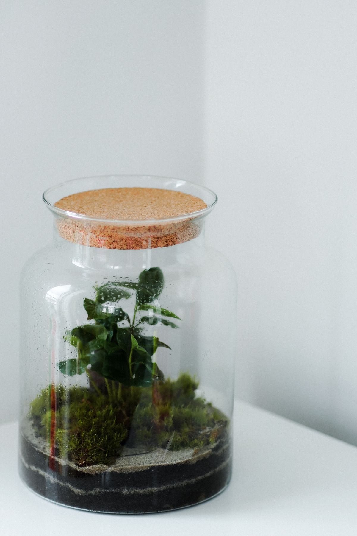 Glass jar terrarium with moss and small plants