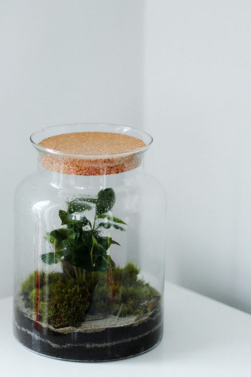 Free Stylish closed terrarium jar with green plant and moss on a white surface. Stock Photo