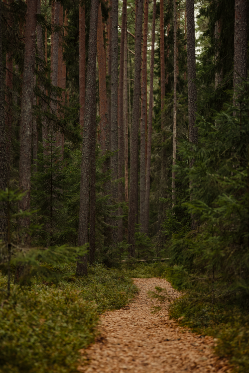 Free A tranquil forest path surrounded by towering evergreen trees, perfect for a nature escape. Stock Photo
