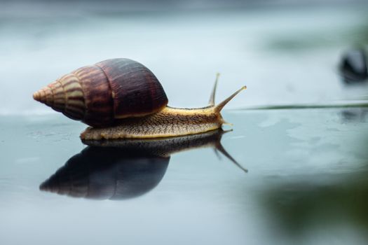 Macro shot of a garden snail on reflective surface showing detailed shell and body textures.