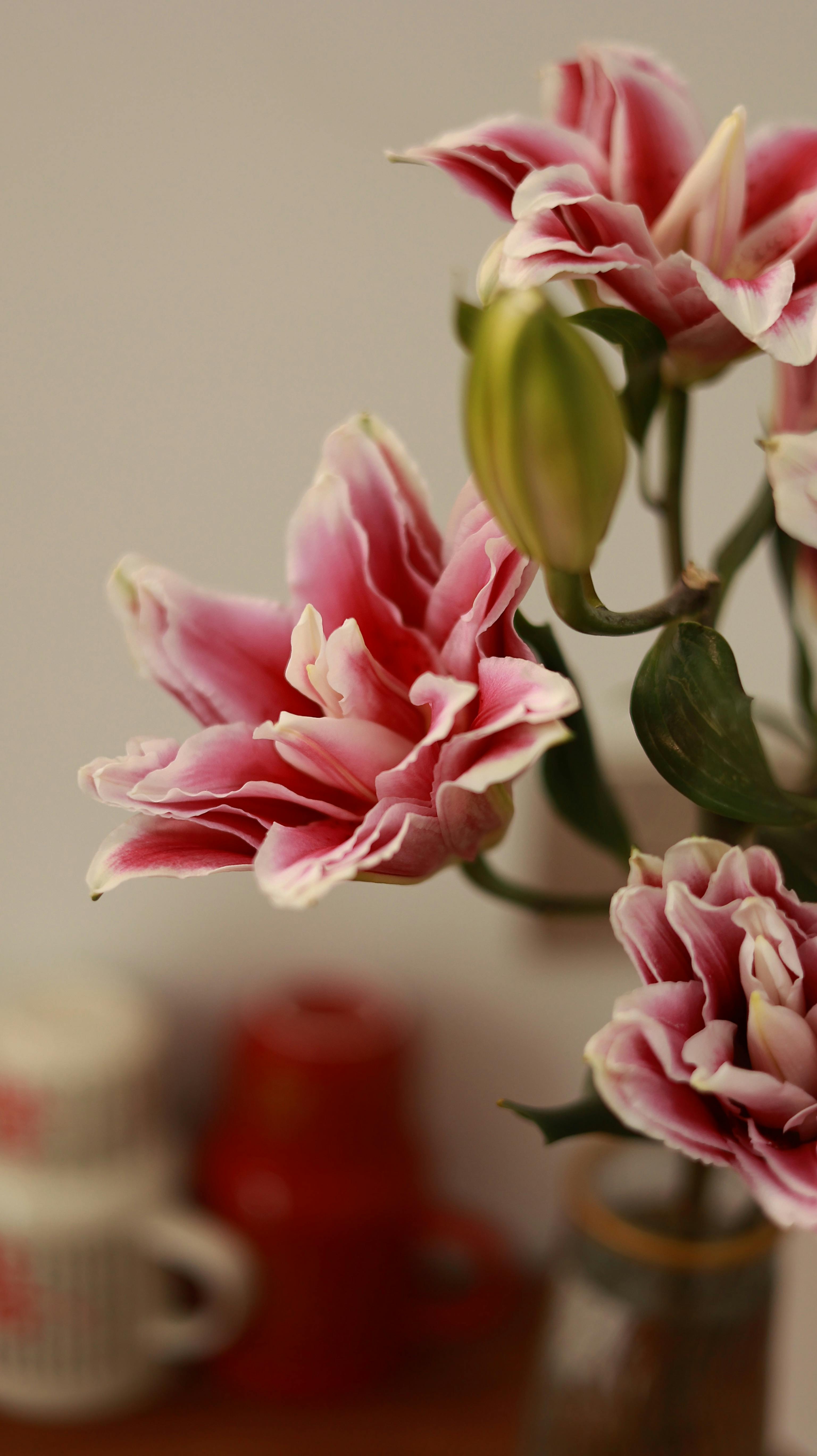 Aromatherapy Arsenal