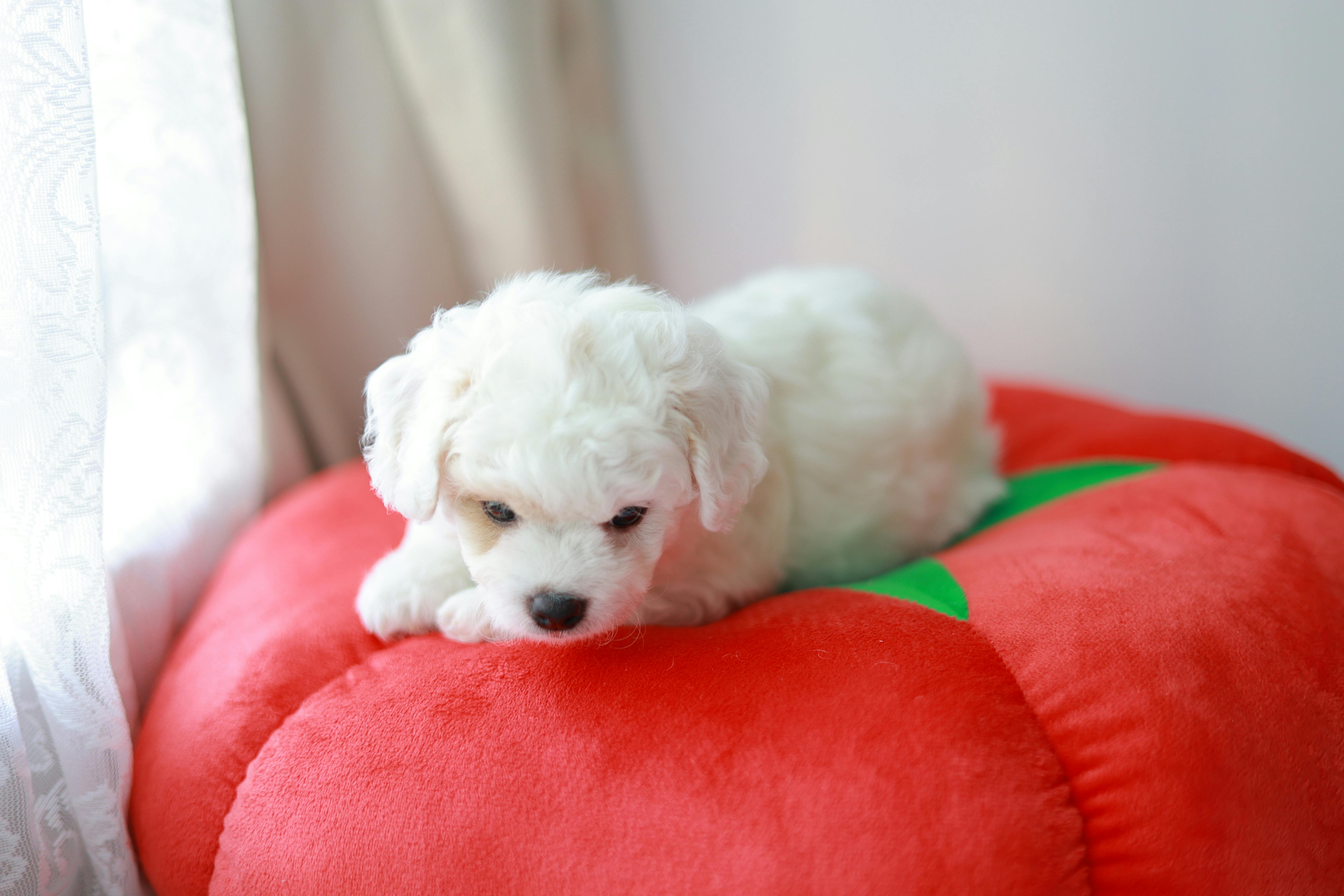 pet technology store — Photo by zhangliubin on Pexels