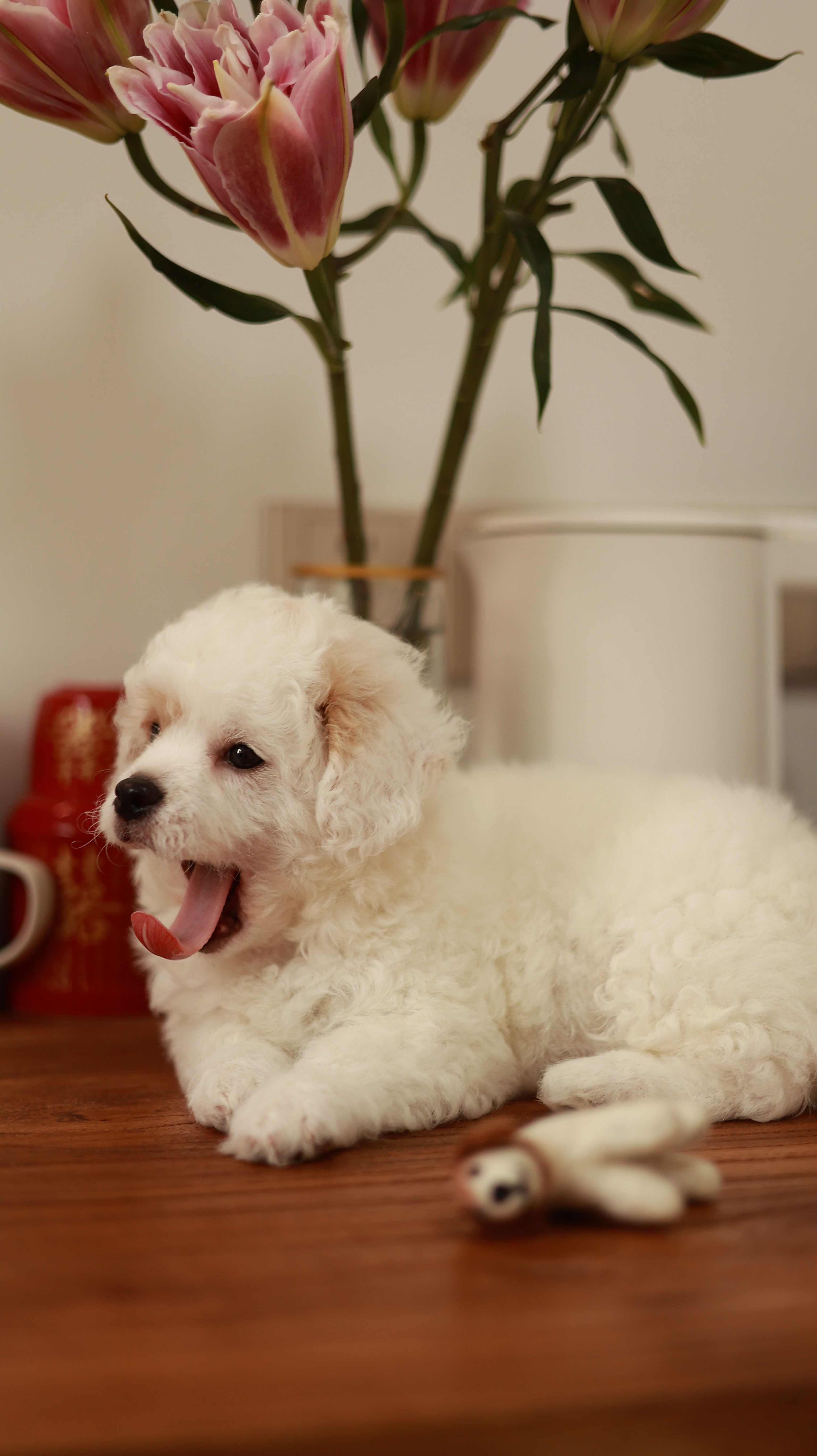 免费 可爱的比熊犬小狗在室内鲜艳的花朵旁打哈欠。 素材图片