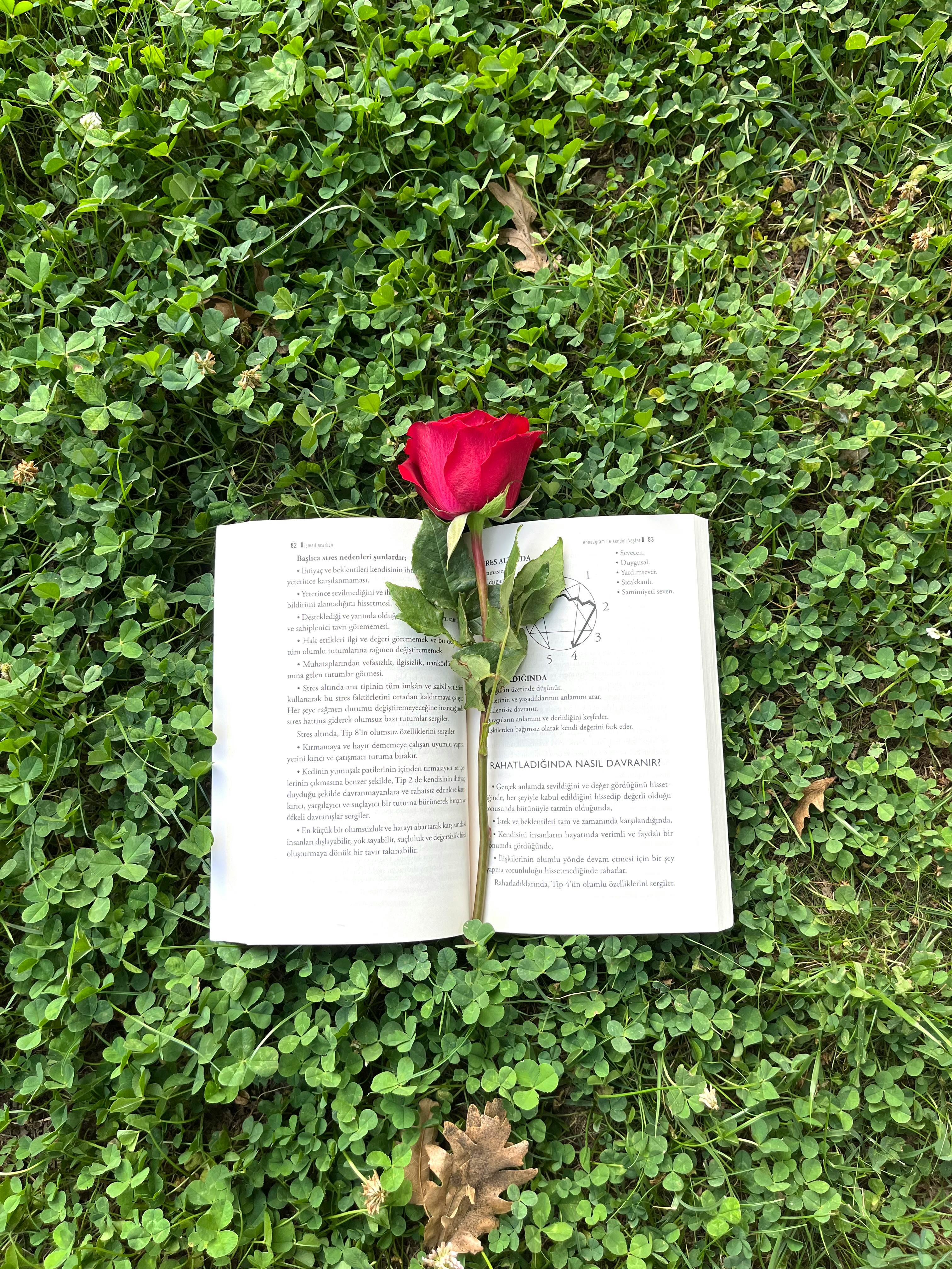 Open book with a single red rose lying on green grass, capturing a serene outdoor moment.